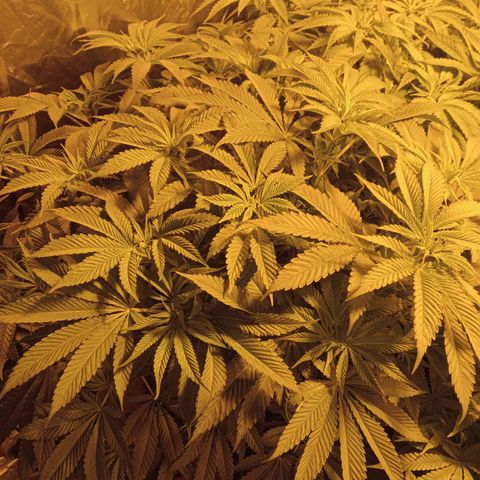 A - 🦍glue #4 growlog timeline photo