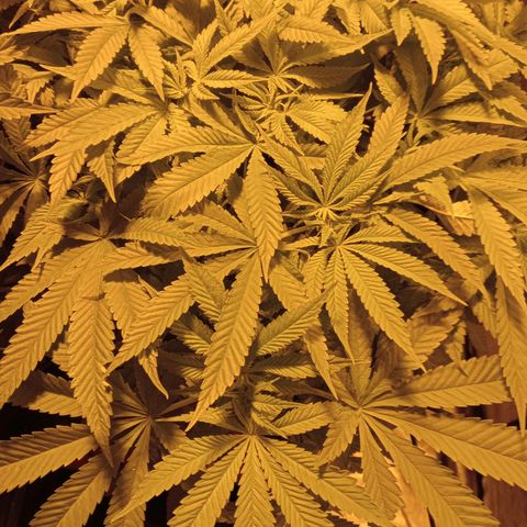 B - 🦍glue #4 growlog timeline photo