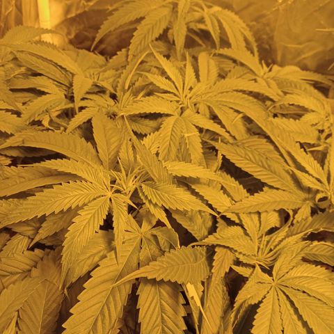 D - 🦍glue #4 growlog timeline photo