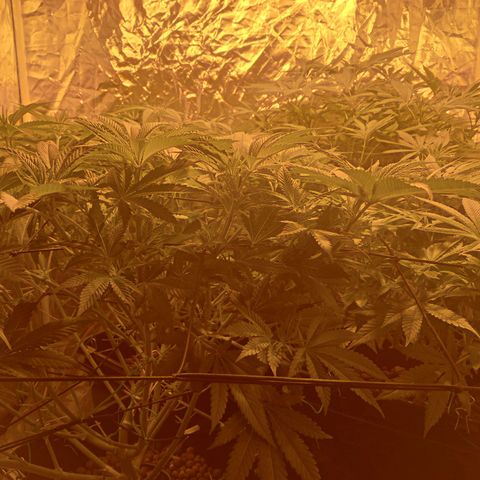 C - 🦍glue #4 growlog timeline photo