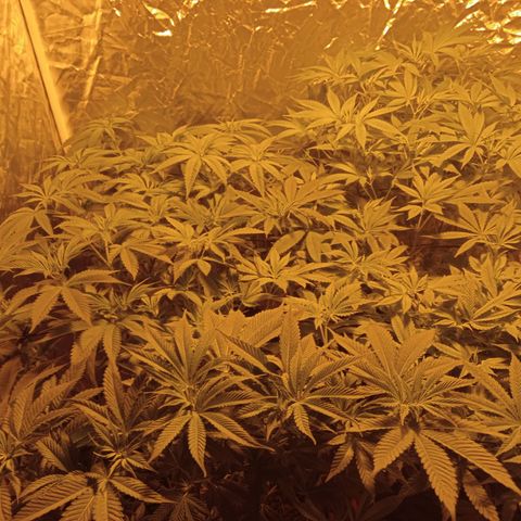 C - 🦍glue #4 growlog timeline photo