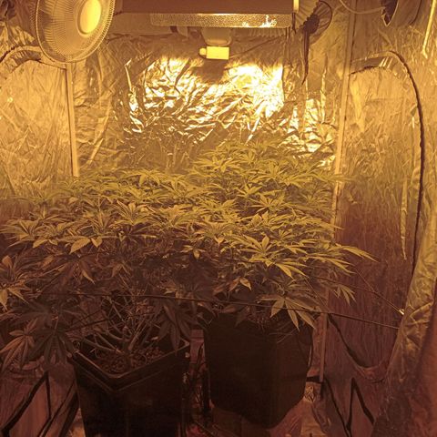 C - 🦍glue #4 growlog timeline photo