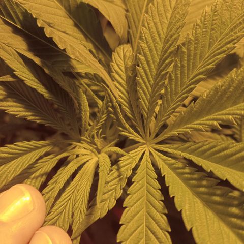 A - 🦍glue #4 growlog timeline photo