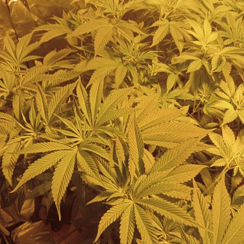 A - 🦍glue #4 growlog timeline photo