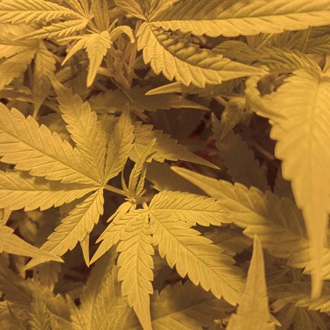 B - 🦍glue #4 growlog timeline photo