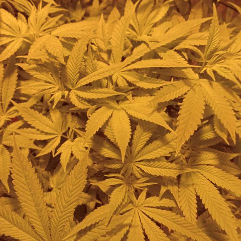 B - 🦍glue #4 growlog timeline photo