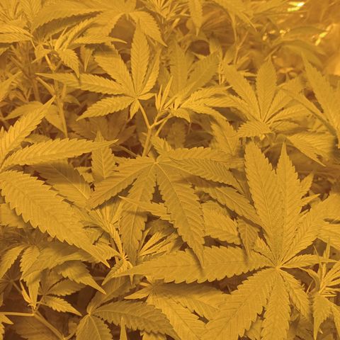 C - 🦍glue #4 growlog timeline photo