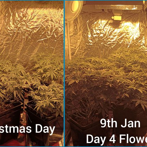 C - 🦍glue #4 growlog timeline photo