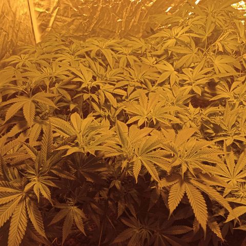 C - 🦍glue #4 growlog timeline photo