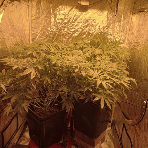 C - 🦍glue #4 growlog timeline photo