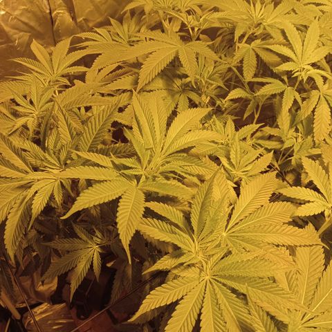 A - 🦍glue #4 growlog timeline photo