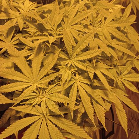 B - 🦍glue #4 growlog timeline photo
