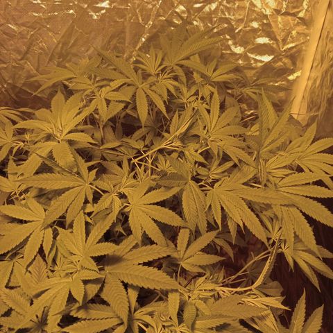 C - 🦍glue #4 growlog timeline photo