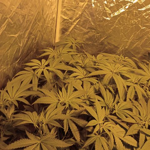 D - 🦍glue #4 growlog timeline photo