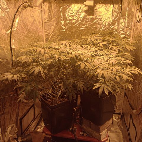 C - 🦍glue #4 growlog timeline photo