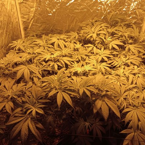 C - 🦍glue #4 growlog timeline photo