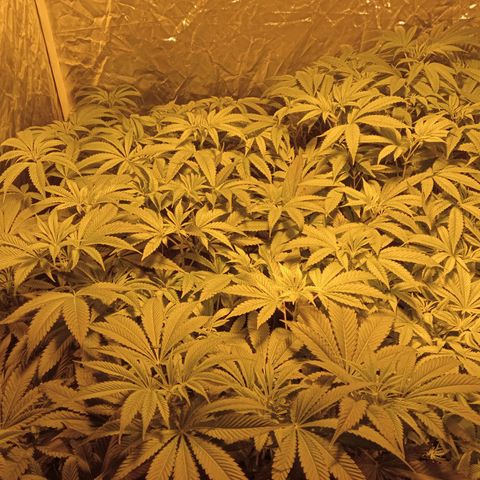 C - 🦍glue #4 growlog timeline photo