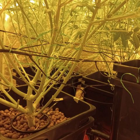 C - 🦍glue #4 growlog timeline photo