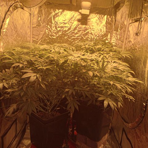 C - 🦍glue #4 growlog timeline photo
