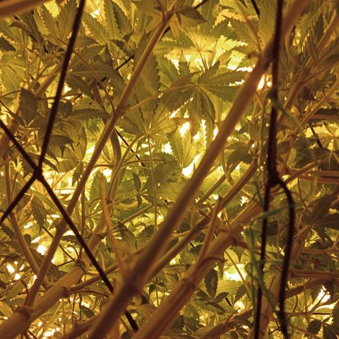 C - 🦍glue #4 growlog timeline photo