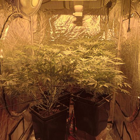 C - 🦍glue #4 growlog timeline photo