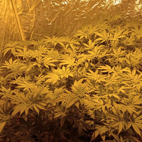 C - 🦍glue #4 growlog timeline photo