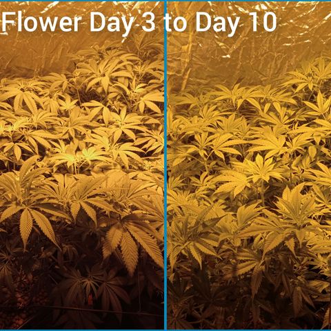 C - 🦍glue #4 growlog timeline photo