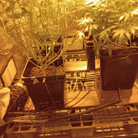 C - 🦍glue #4 growlog timeline photo