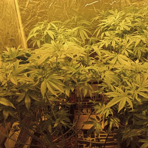 C - 🦍glue #4 growlog timeline photo