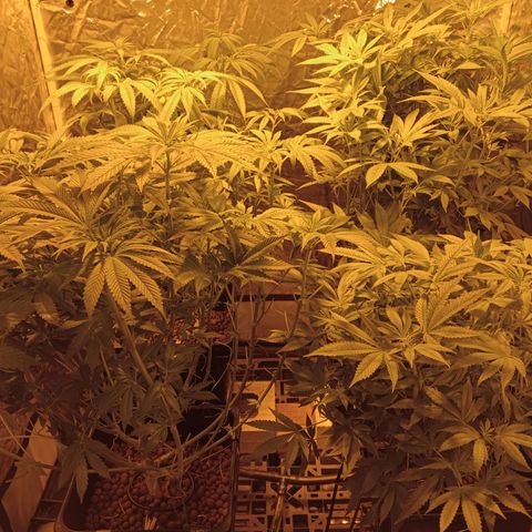 C - 🦍glue #4 growlog timeline photo