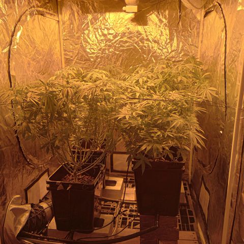 C - 🦍glue #4 growlog timeline photo