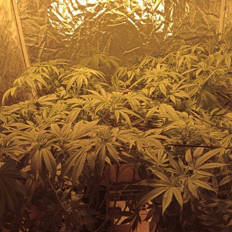 C - 🦍glue #4 growlog timeline photo