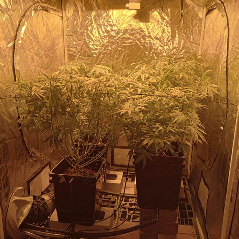 C - 🦍glue #4 growlog timeline photo