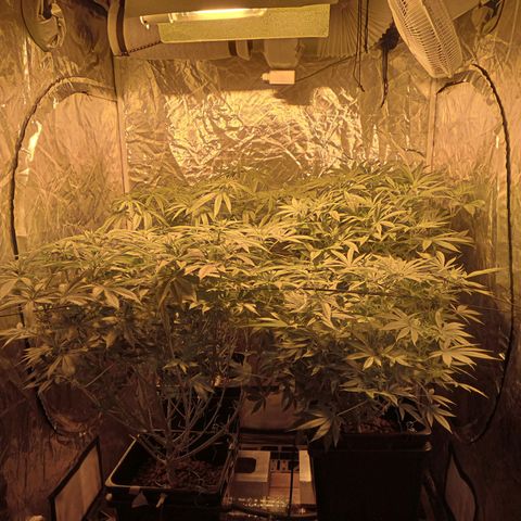 C - 🦍glue #4 growlog timeline photo