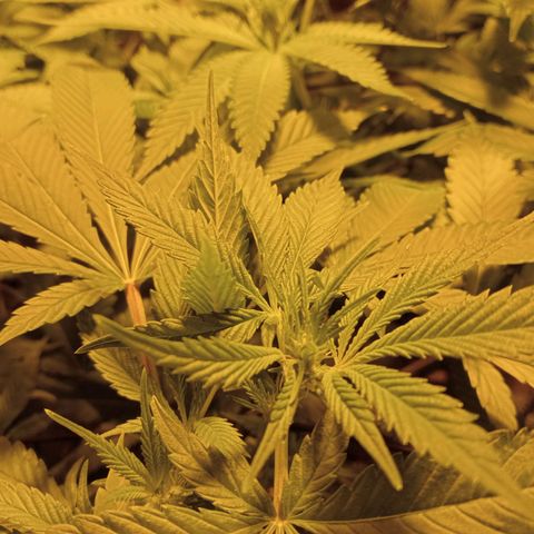 A - 🦍glue #4 growlog timeline photo