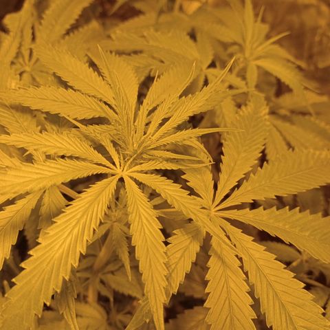 D - 🦍glue #4 growlog timeline photo