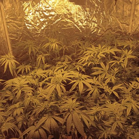 C - 🦍glue #4 growlog timeline photo