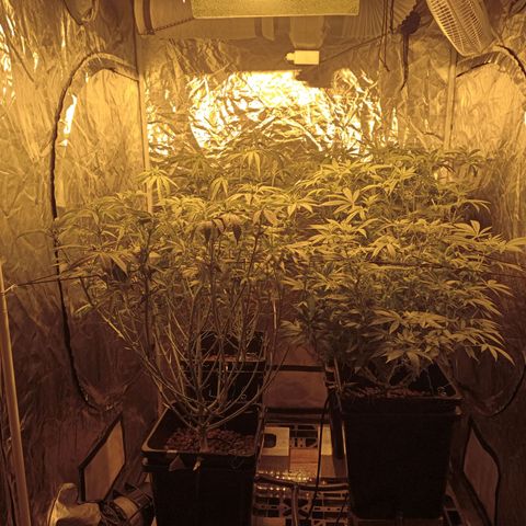C - 🦍glue #4 growlog timeline photo