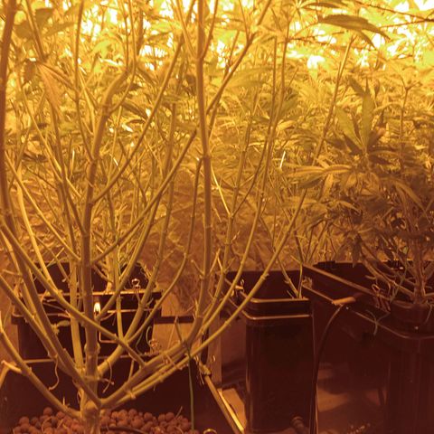 C - 🦍glue #4 growlog timeline photo