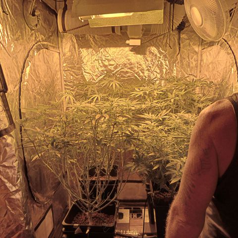 C - 🦍glue #4 growlog timeline photo