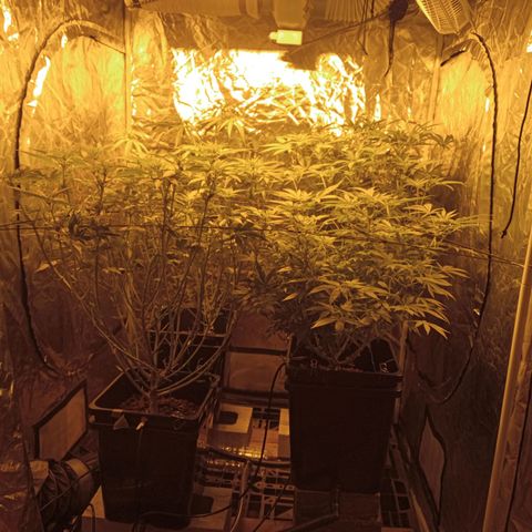 C - 🦍glue #4 growlog timeline photo