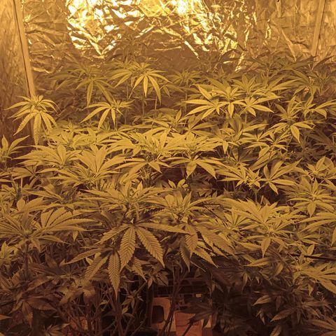 C - 🦍glue #4 growlog timeline photo
