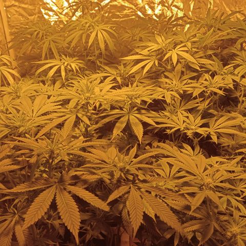 C - 🦍glue #4 growlog timeline photo