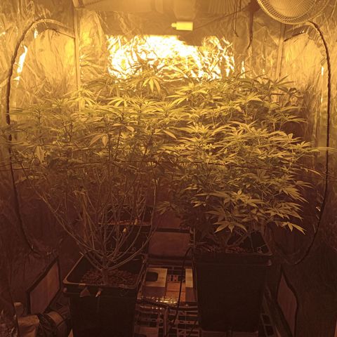 C - 🦍glue #4 growlog timeline photo