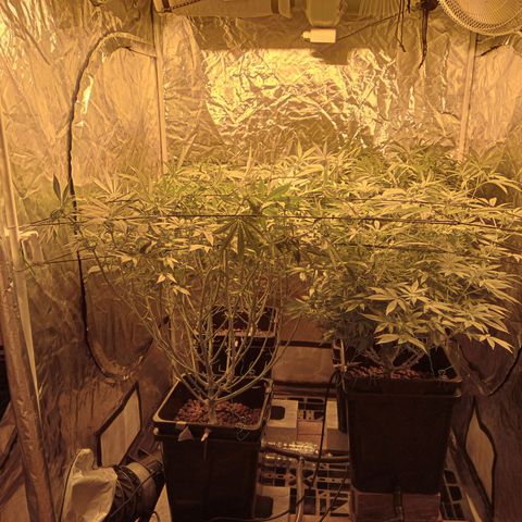 C - 🦍glue #4 growlog timeline photo