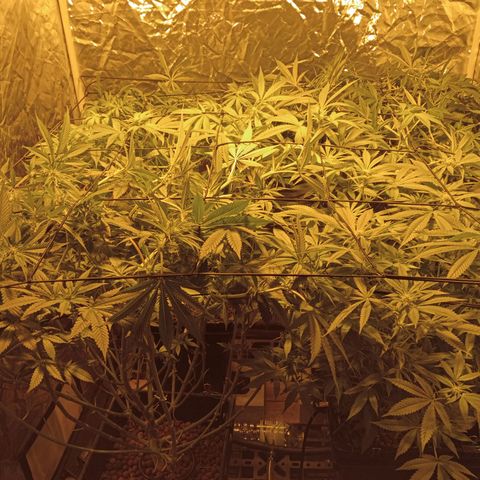 C - 🦍glue #4 growlog timeline photo