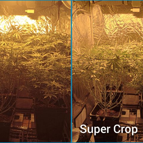 C - 🦍glue #4 growlog timeline photo