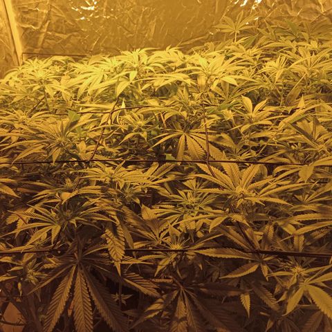 C - 🦍glue #4 growlog timeline photo