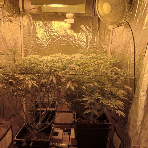 C - 🦍glue #4 growlog timeline photo