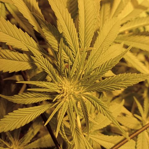 A - 🦍glue #4 growlog timeline photo